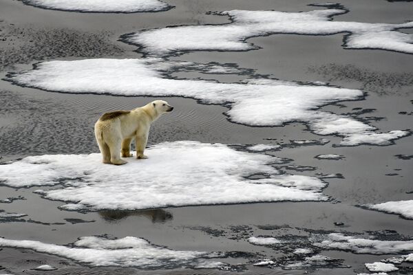 Gấu Bắc Cực trên tảng băng ở eo biển Anh thuộc quần đảo Franz Josef Land - Sputnik Việt Nam