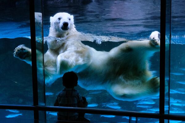 Gấu Bắc Cực trong thủy cung  công viên giải trí Hakkeijima Sea Paradise, Yokohama - Sputnik Việt Nam