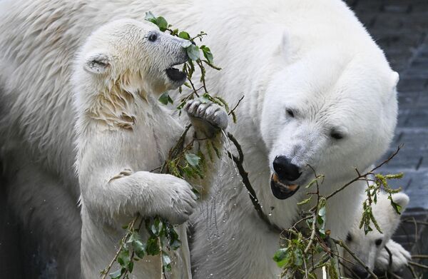 Gấu Bắc cực trong vườn thú Novosibirsk - Sputnik Việt Nam