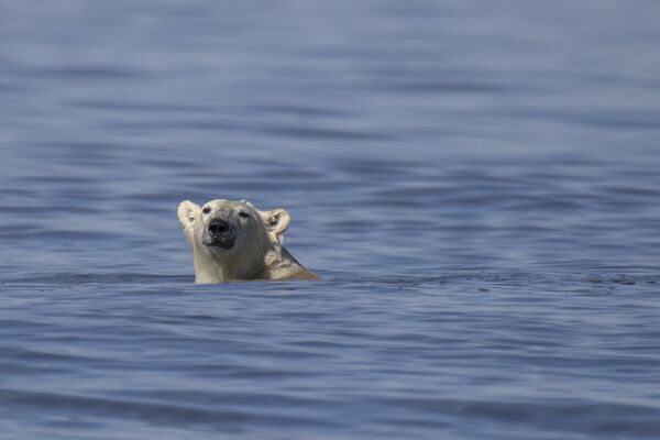 Gấu Bắc Cực bơi dọc bờ biển Vịnh Hudson - Sputnik Việt Nam