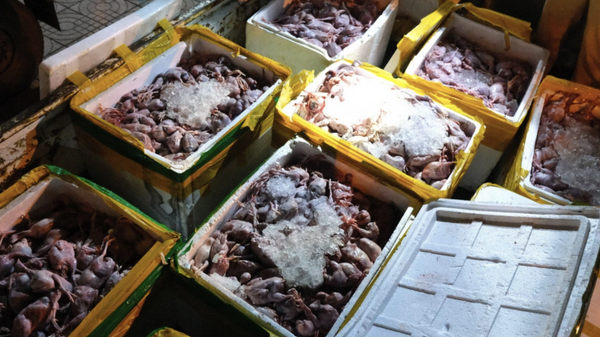 Số thịt chim được vận chuyển đi tiêu thụ đã bốc mùi hôi thối - Sputnik Việt Nam