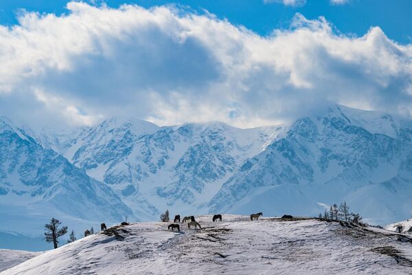 Ngựa gặm cỏ trên ngọn núi ở vùng Kosh-Agach, Cộng hòa Altai - Sputnik Việt Nam