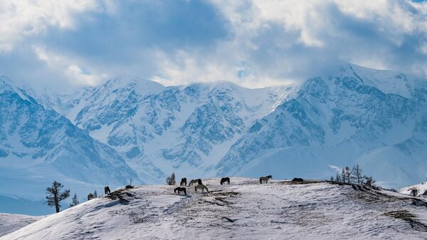 Ngựa gặm cỏ trên ngọn núi ở vùng Kosh-Agach, Cộng hòa Altai - Sputnik Việt Nam