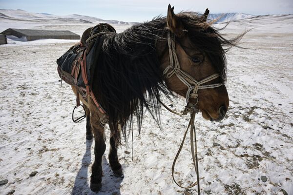 Ngựa trên núi ở Cộng hòa Altai - Sputnik Việt Nam