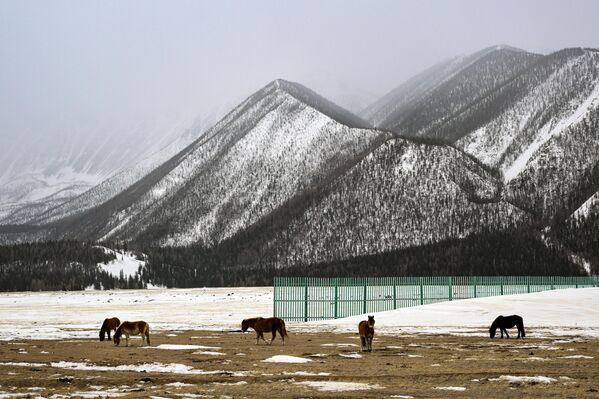 Ngựa gặm cỏ ở vùng Kosh-Agach, Cộng hòa Altai - Sputnik Việt Nam