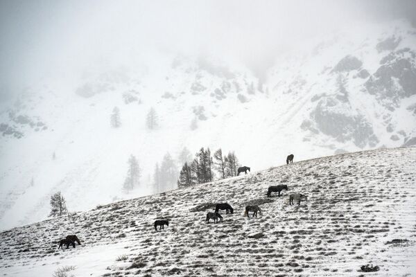 Ngựa gặm cỏ trên núi trong trận bão tuyết ở quận Ulagansk, Cộng hòa Altai - Sputnik Việt Nam