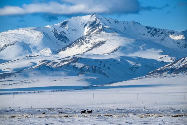 Ngựa trên thảo nguyên ở vùng Kosh-Agach, Cộng hòa Altai - Sputnik Việt Nam