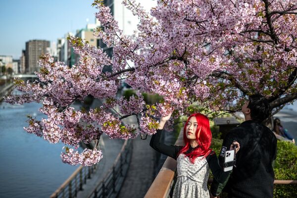 Mùa hoa anhđào ở Tokyo - Sputnik Việt Nam