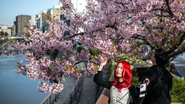 Цветение вишни в Токио - Sputnik Việt Nam