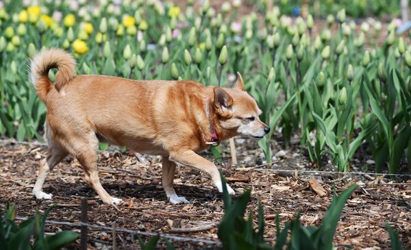 Chú chó trong Vườn Bách thảo Nikitsky ở Yalta, nơi diễn ra Cuộc diễu hành hoa Tulip lần thứ 17 - Sputnik Việt Nam