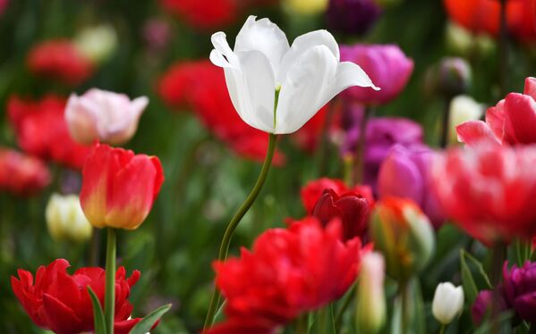 Tại Vườn Bách thảo Nikitsky ở Yalta, nơi diễn ra Cuộc diễu hành Hoa Tulip lần thứ 17 - Sputnik Việt Nam