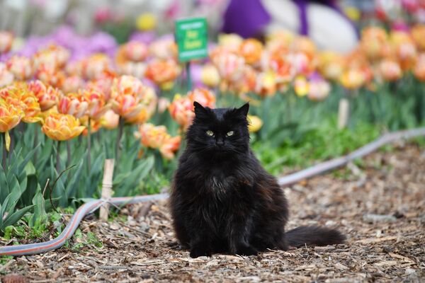 Con mèo trong Vườn Bách thảo Nikitsky ở Yalta, nơi diễn ra Cuộc diễu hành hoa Tulip lần thứ 17 - Sputnik Việt Nam
