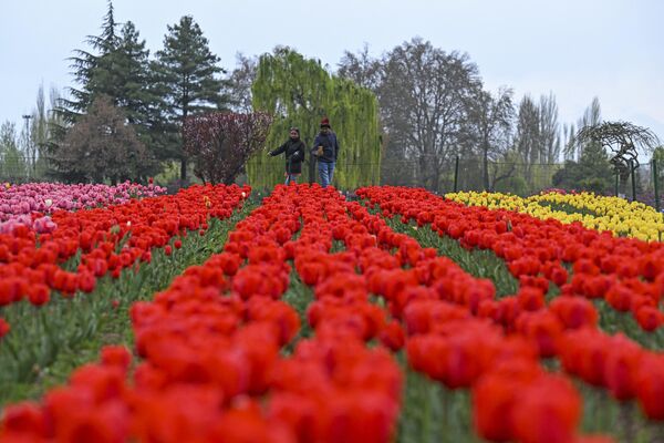 Du khách tại Vườn hoa tulip tưởng niệm Indira Gandhi ở Srinagar - Sputnik Việt Nam