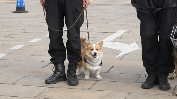 Nhỏ lại dũng cảm: một chú chó corgi làm sĩ quan cảnh sát Trung Quốc - Sputnik Việt Nam