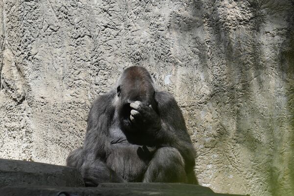 Chú khỉ đột trong chuồng, Sở thú Fort Worth sau nhật thực toàn phần, Texas, Hoa Kỳ - Sputnik Việt Nam