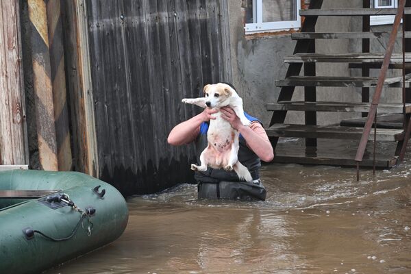 Người đàn ông sơ tán con chó khỏi ngôi nhà bị ngập lụt ở quận Forshtadt, Orenburg - Sputnik Việt Nam