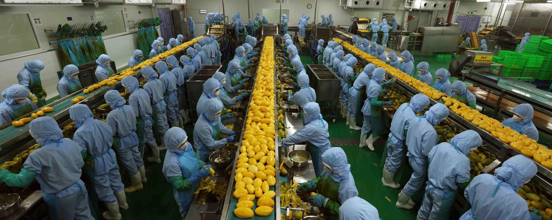 Công ty B'LaoFood (thành phố Bảo Lộc, tỉnh Lâm Đồng) là doanh nghiệp chế biến nông sản xuất khẩu lớn hiện nay, tạo việc làm cho hơn 200 lao động với thu nhập 10 triệu đồng/người/tháng.

 - Sputnik Việt Nam, 1920, 11.04.2024