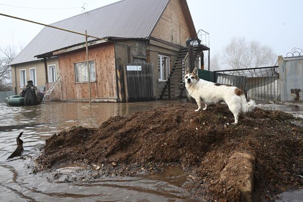 Con chó ở tiểu khu Forshtadt ở Orenburg - Sputnik Việt Nam
