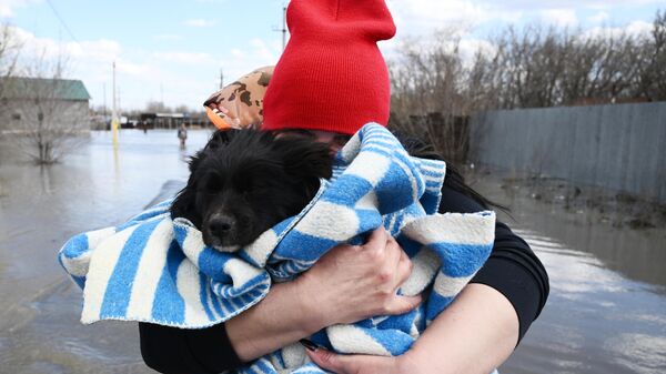 Tình nguyện viên giải cứu con chó khỏi thị trấn Ovchinny bị ngập lụt, tỉnh Orenburg - Sputnik Việt Nam