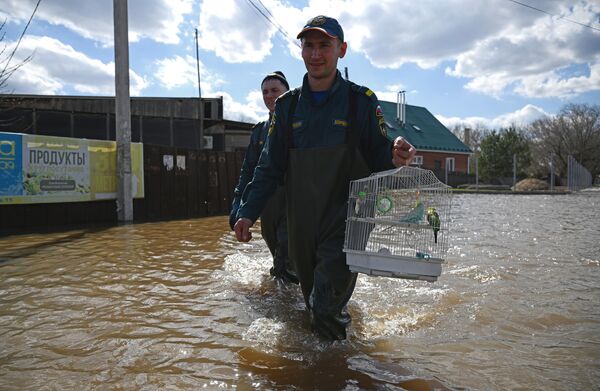 Nhân viên của Bộ Tình trạng Khẩn cấp Nga sơ tán đàn vẹt khỏi ngôi nhà bị ngập lụt ở thị trấn Ovchinny, tỉnh Orenburg - Sputnik Việt Nam