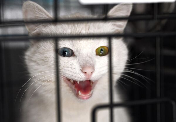 Con mèo tại trạm trú ẩn ở Orenburg, được tổ chức bởi các tình nguyện viên từ tổ chức &quot;Nhà cho mèo&quot; ở Donetsk - Sputnik Việt Nam