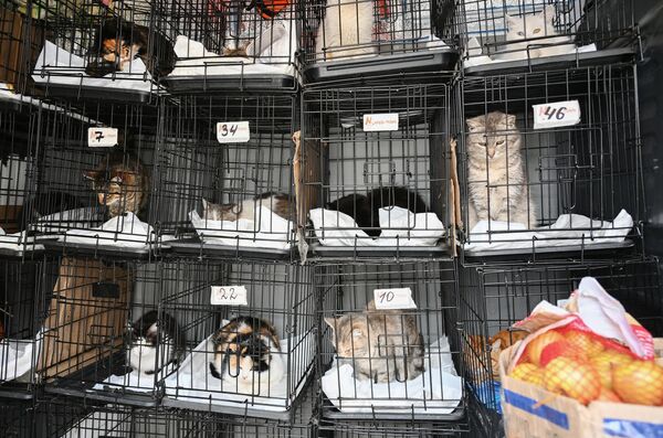 Chú mèo tại trạm trú ẩn ở Orenburg, được tạo ra bởi các tình nguyện viên từ tổ chức &quot;Nhà cho mèo&quot; ở Donetsk - Sputnik Việt Nam