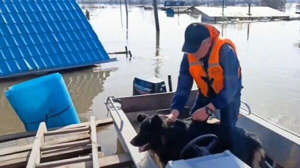 Bộ Tình trạng khẩn cấp Nga hỗ trợ di chuyển vật nuôi ra khỏi vùng lũ lụt - Sputnik Việt Nam