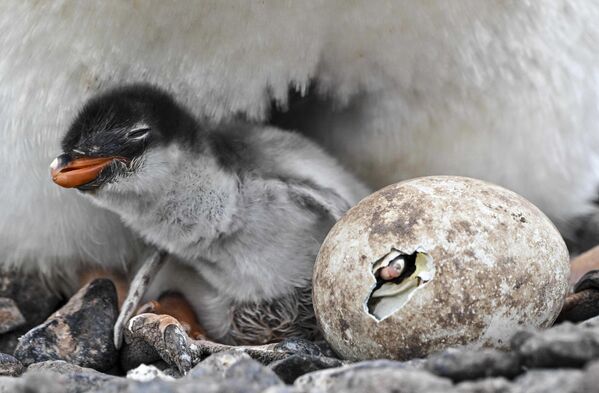 Chim cánh cụt Papuan bảo vệ con mới nở và quả trứng chưa nở của nó ở Vịnh Paradise, eo biển Gerlach, Nam Cực - Sputnik Việt Nam