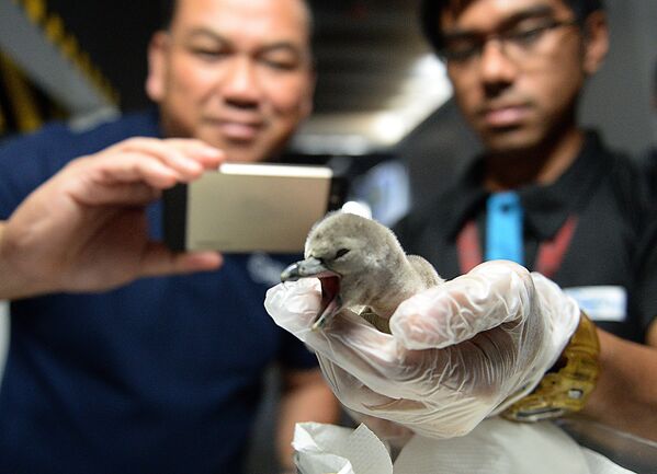 Nhân viên chụp ảnh chim cánh cụt con mới nở tại Thủy cung Manila, Philippines - Sputnik Việt Nam