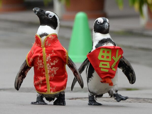 Chim cánh cụt mặc quần áo và yếm có dòng chữ&quot;hạnh phúc&quot; ở Yokohama, Nhật Bản - Sputnik Việt Nam