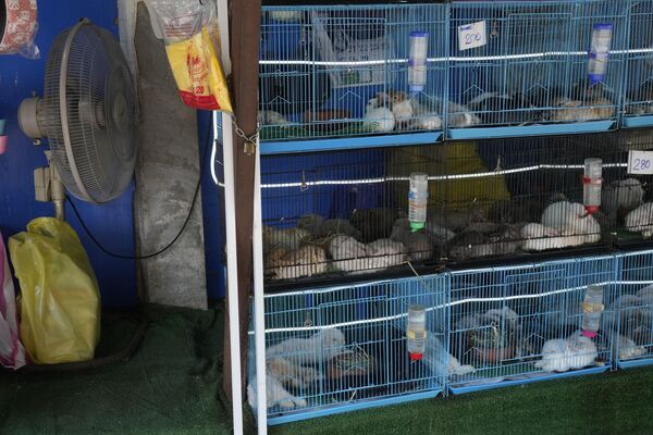 Chú thỏ hứng gió dưới chiếc quạt trong cửa hàng ở Bangkok - Sputnik Việt Nam