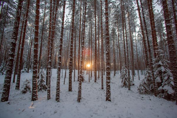 Cảnh rừng mùa đông ở khu phức hợp du lịch Karjala Park, Karelia - Sputnik Việt Nam