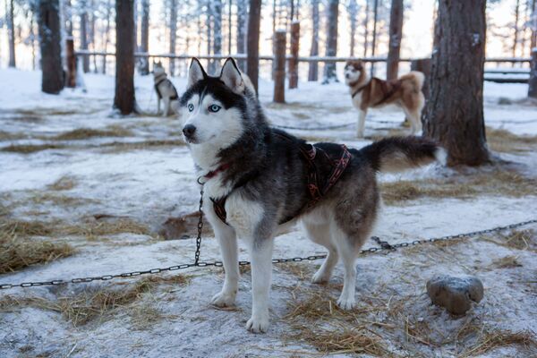 Chó giống Husky Siberian trong lãnh thổ khu phức hợp du lịch Karjala Park ở Karelia - Sputnik Việt Nam