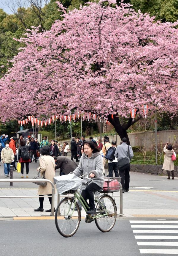 Mùa anh đào nở hoa ở Tokyo - Sputnik Việt Nam