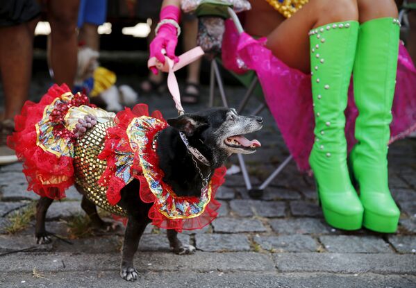 Người tham gia lễ hội cùng thú cưng ở Rio de Janeiro, ngày 6 tháng 2 năm 2016. - Sputnik Việt Nam