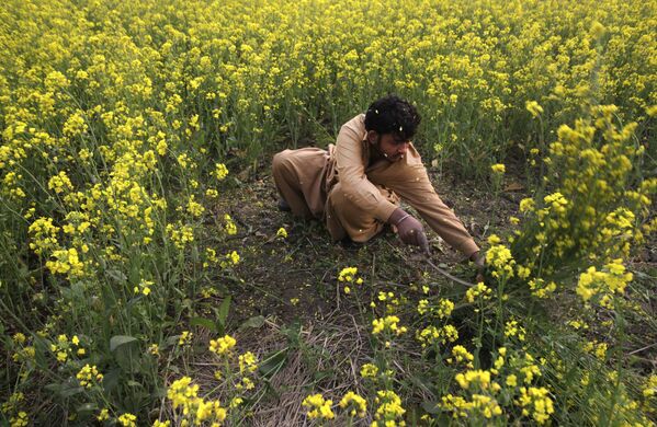 Một người đàn ông thu hoạch cải mù tạc ở ngoại ô Lahore, Pakistan - Sputnik Việt Nam