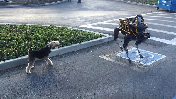 Cuộc tấn công giữa chó robot và chó nhà - Sputnik Việt Nam