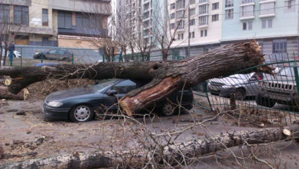 Cây đổ lên xe hơi do hậu quả bão mạnh ở Sokolniki, Moskva - Sputnik Việt Nam