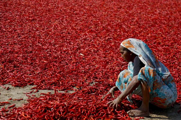 Người phụ nữ Ấn Độ phơi đỏ ớt - Sputnik Việt Nam