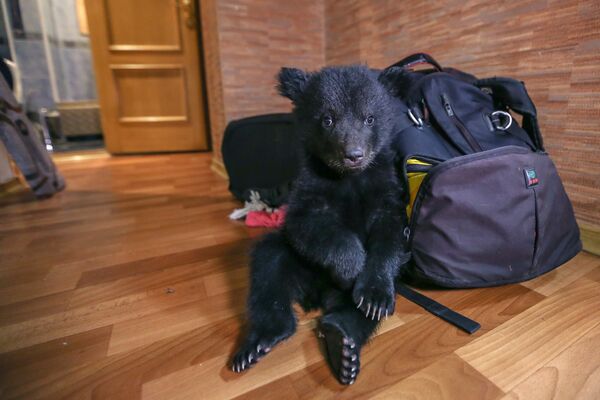 Gấu con bị đem bỏ cho trại nuôi thú vô chủ ở Blagaveshensk - Sputnik Việt Nam