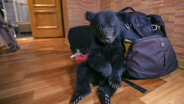 Gấu con bị đem bỏ cho trại nuôi thú vô chủ ở Blagaveshensk - Sputnik Việt Nam