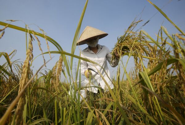 Nông dân trên ruộng lúa, Việt Nam - Sputnik Việt Nam