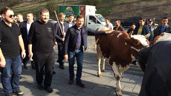 Thủ lĩnh Đảng Cấp tiến Ukraine chăn bò trước tòa nhà chính phủ - Sputnik Việt Nam