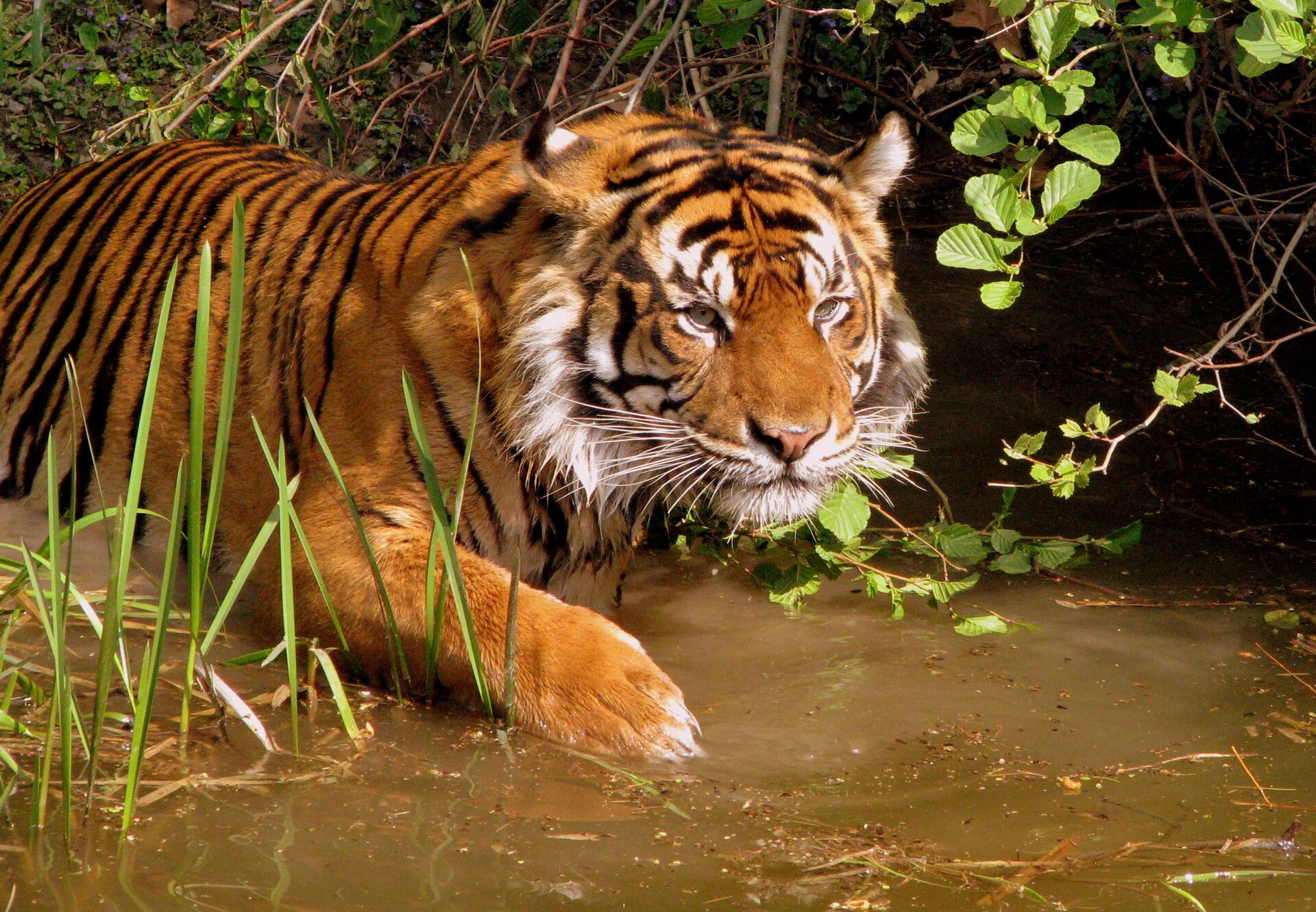 Hổ ở Việt Nam có thể đã tuyệt chủng, làm sao để cùng khôi phục loài hổ ở Đông Nam Á? - Sputnik Việt Nam, 1920, 30.07.2021