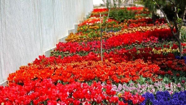 Tulips in Tehran - Sputnik Việt Nam