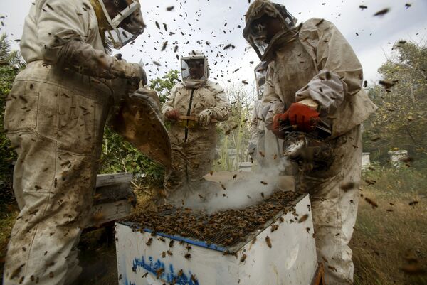 Người nuôi ong thu hoạch mật ở Gaza, Palestine - Sputnik Việt Nam