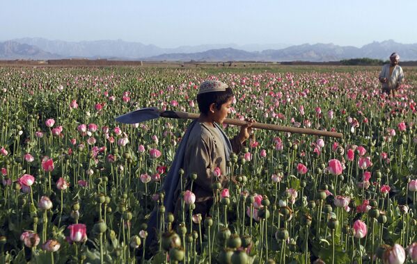 Cậu bé đi trên cánh đồng cây thuốc phiện ở Afghanistan - Sputnik Việt Nam