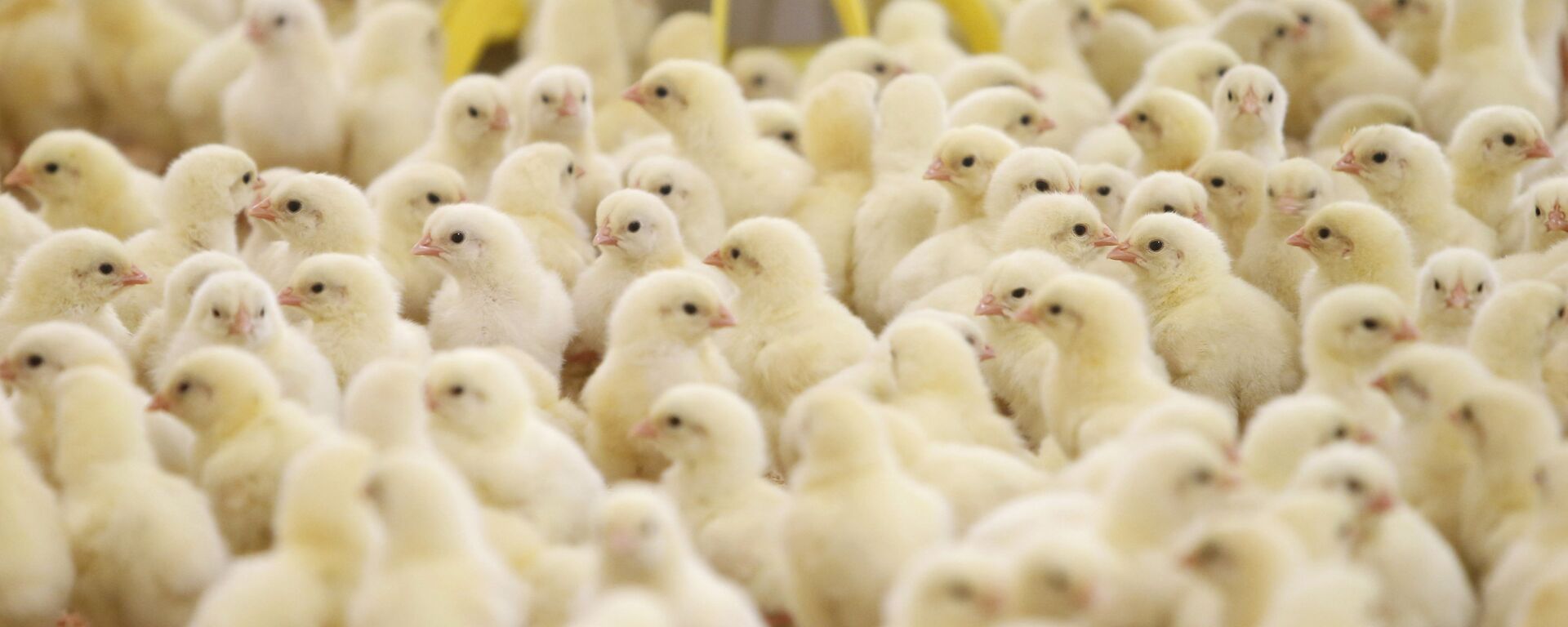 Nga gia tăng chăn nuôi gà tại các nông trang địa phương - Sputnik Việt Nam, 1920, 17.05.2023