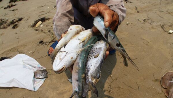 Sự cố công nghiệp là nguyên nhân khiến cá chết hàng loạt ở Việt Nam - Sputnik Việt Nam