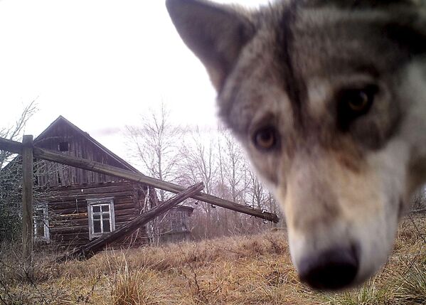 Con sói trong ngôi nhà ở làng bỏ hoang Orevichi - Sputnik Việt Nam